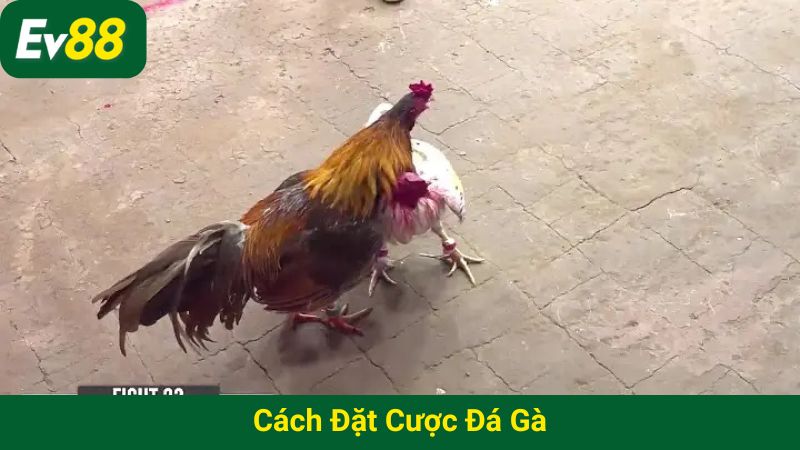 Cách đặt cược đá gà