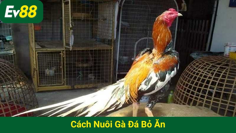 cách nuôi gà đá bỏ ăn