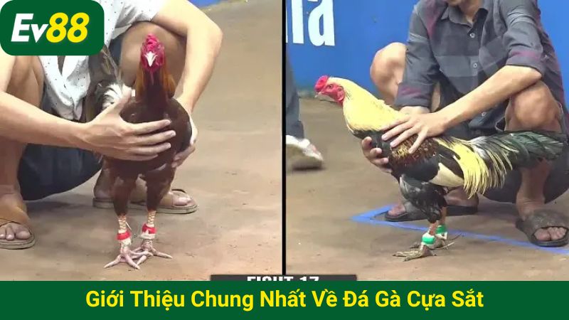 Giới thiệu chung nhất về đá gà cựa sắt