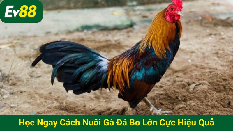 Học ngay cách nuôi gà đá bo lớn cực hiệu quả