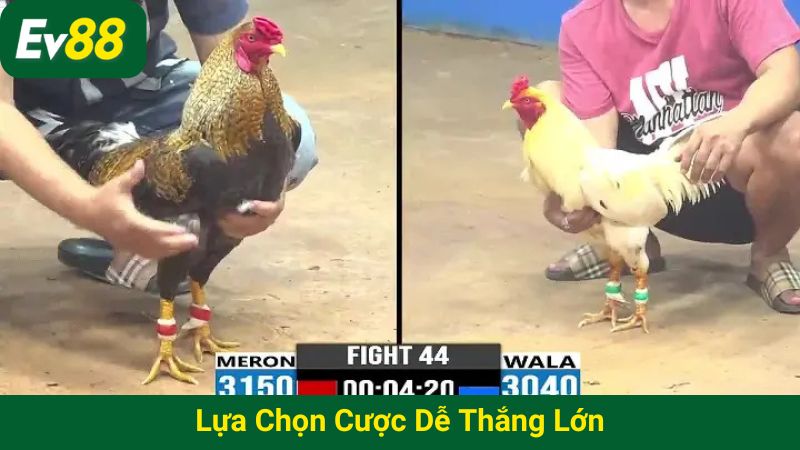 Lựa chọn cược dễ thắng lớn