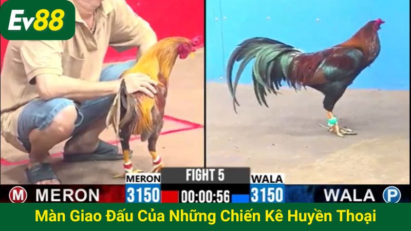 Màn giao đấu của những chiến kê huyền thoại