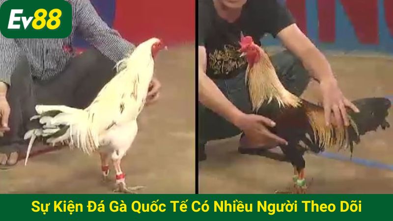 Sự kiện đá gà quốc tế có nhiều người theo dõi