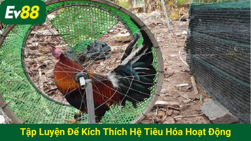 Tập luyện để kích thích hệ tiêu hóa hoạt động