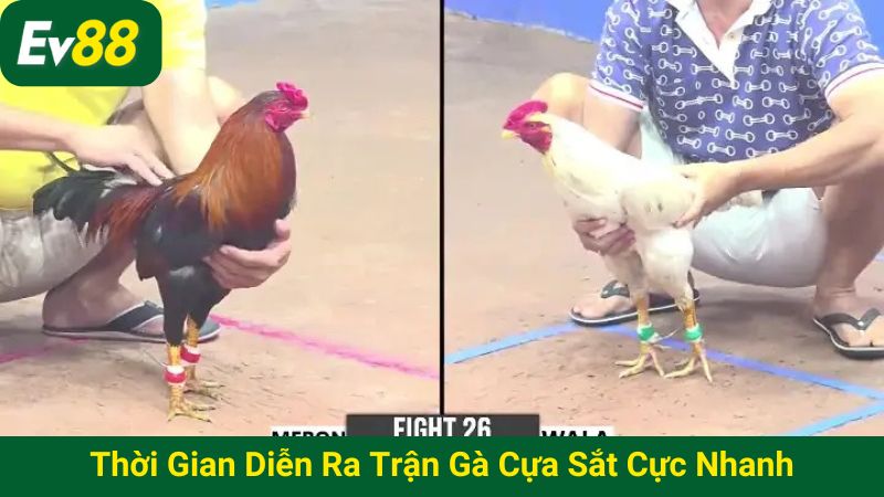 Thời gian diễn ra trận gà cựa sắt cực nhanh