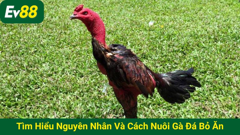 Tìm hiểu nguyên nhân và cách nuôi gà đá bỏ ăn