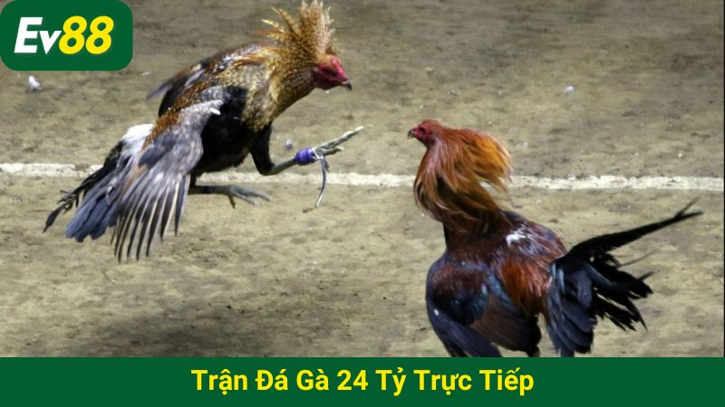 Trận đá gà 24 tỷ trực tiếp