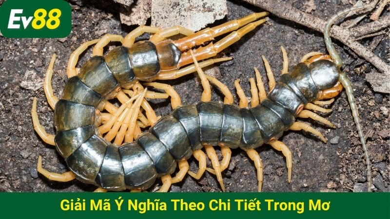 Giải mã ý nghĩa theo chi tiết trong mơ
